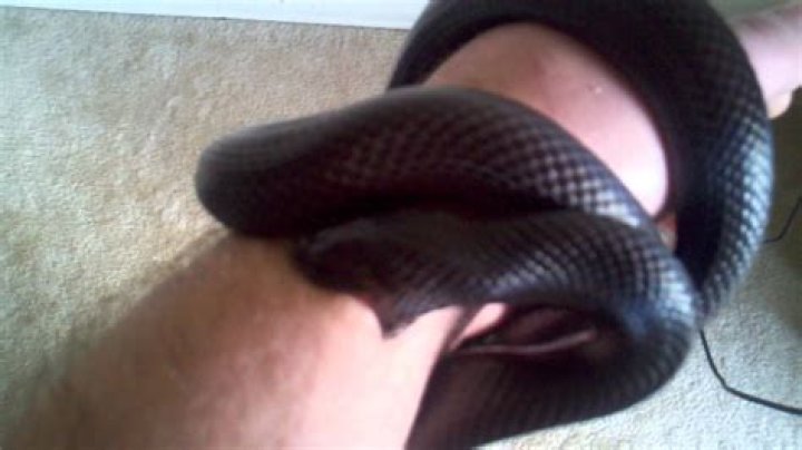 Do mexican black kingsnakes bite?