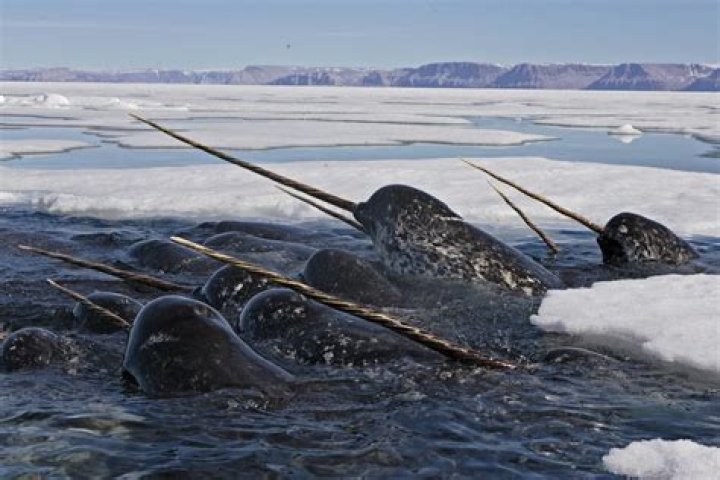 Do narwhals hunt with their horn?
