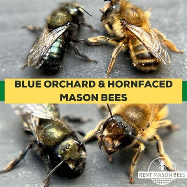 Do orchard mason bees sting?
