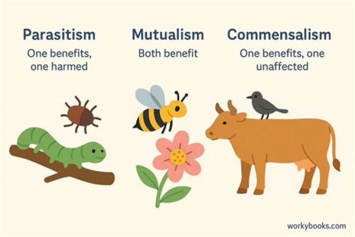 Do parasitism mutualism and commensalism have in common?