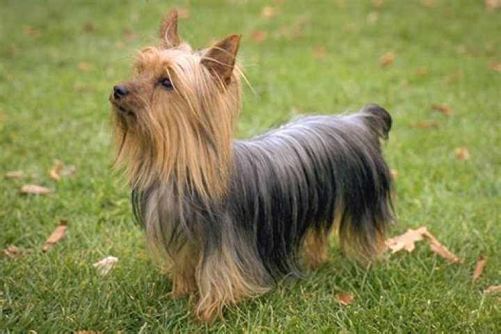 Do silky terriers shed?