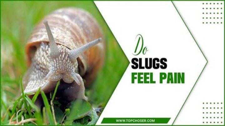 Do slugs have feelings?