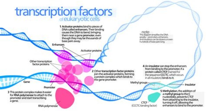 Do transcription factors bind to rna polymerase?