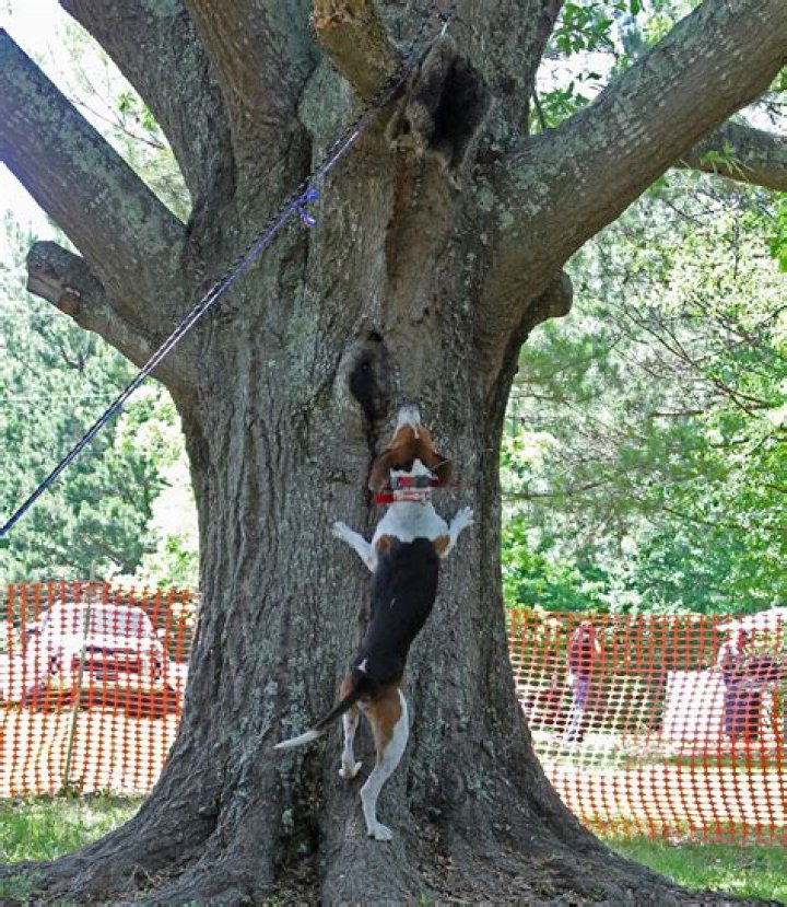 Do treeing walker coonhounds climb trees?