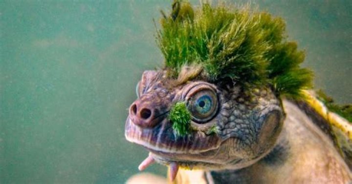 Do turtles have hair?