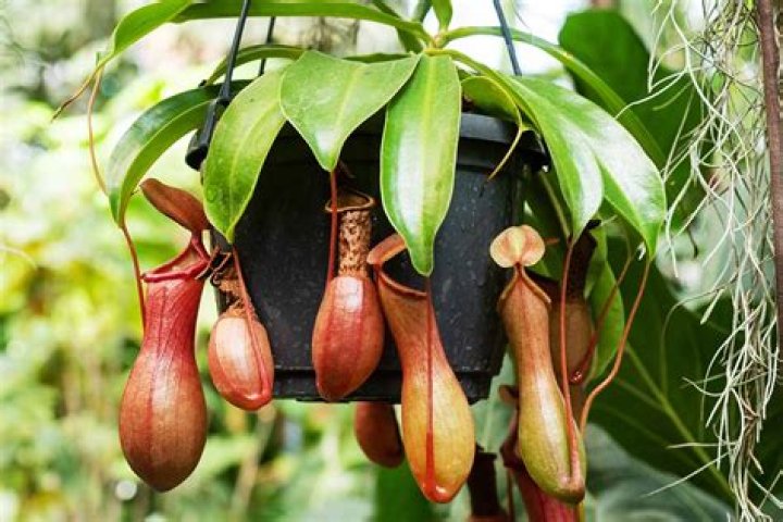 Does a pitcher plant?