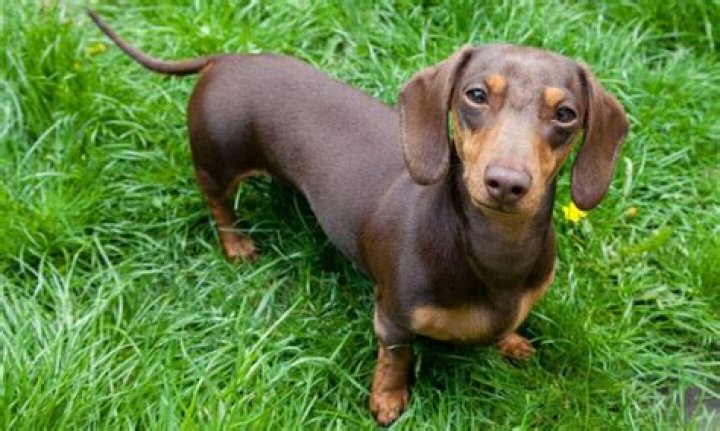 Does dachshunds have fur?