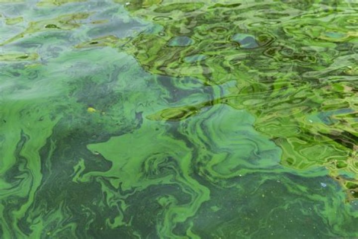 Does gull lake have blue green algae?