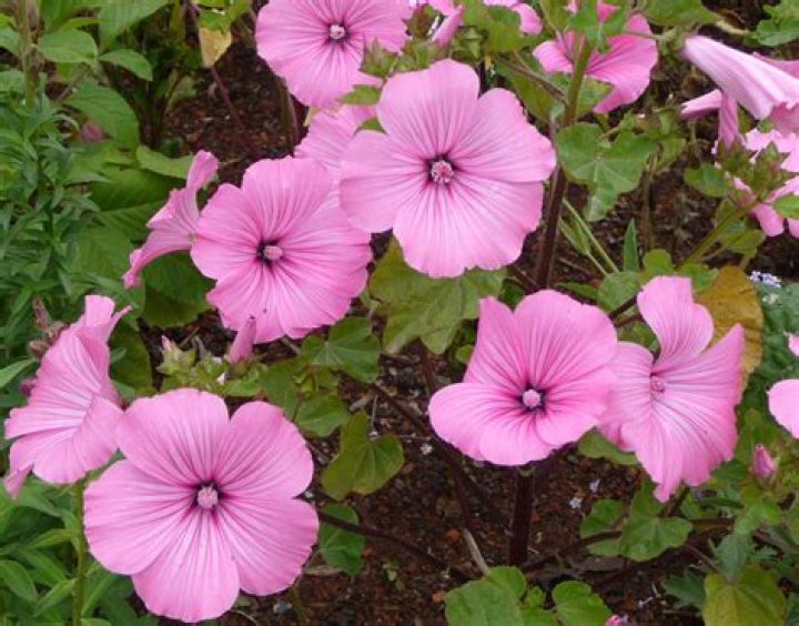 Does lavatera need staking?