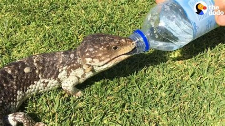 Does lizard drink water?