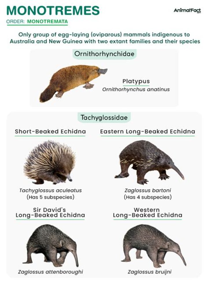 Does monotremes are egg laying mammals?