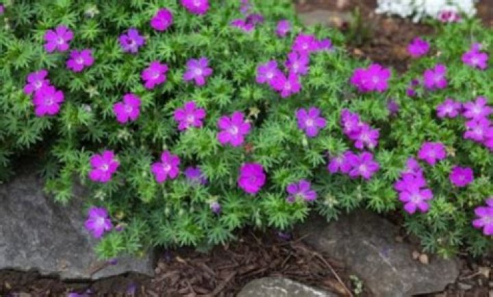 Does mounding perennial mean?