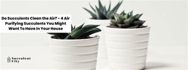 Does succulents purify air?