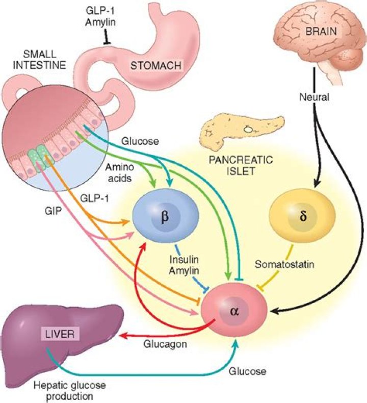 Does thyroid stimulates gluconeogenesis?