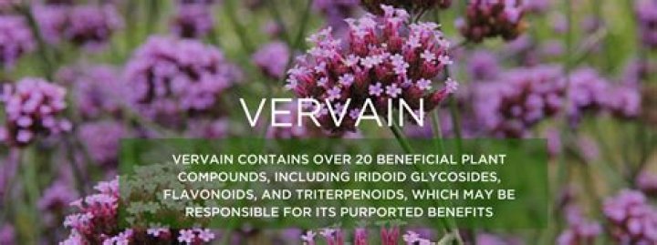 Does vervain affect the originals?