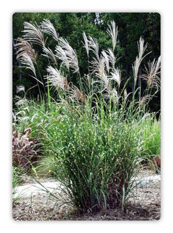 Does zebra grass get plumes?