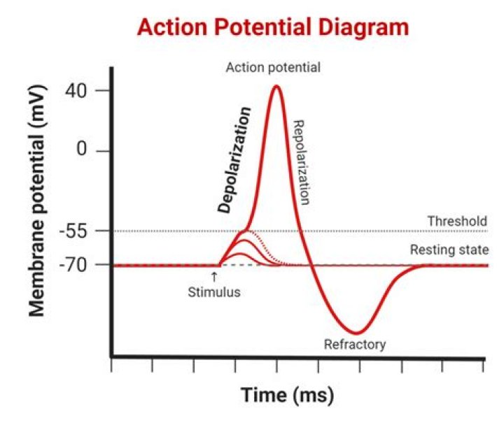 During an action potential what occurs that results in depolarization?