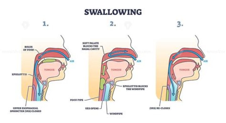 During swallowing the epiglottis closes the opening of?
