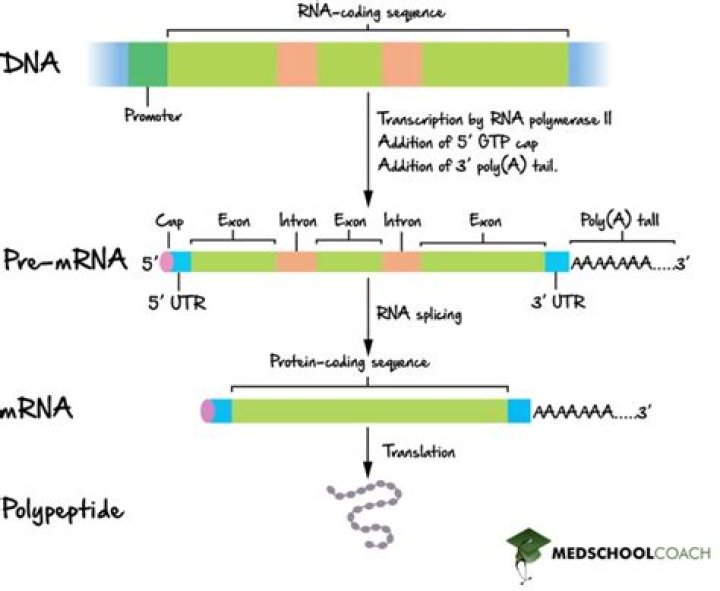 During tailing which molecule is added at the 3’ and of hnrna?