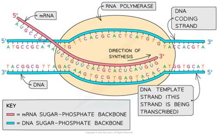 During transcription which strand becomes the template strand?