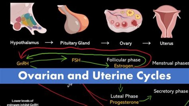 During which part of the cycle is the lining of the uterus thickest?