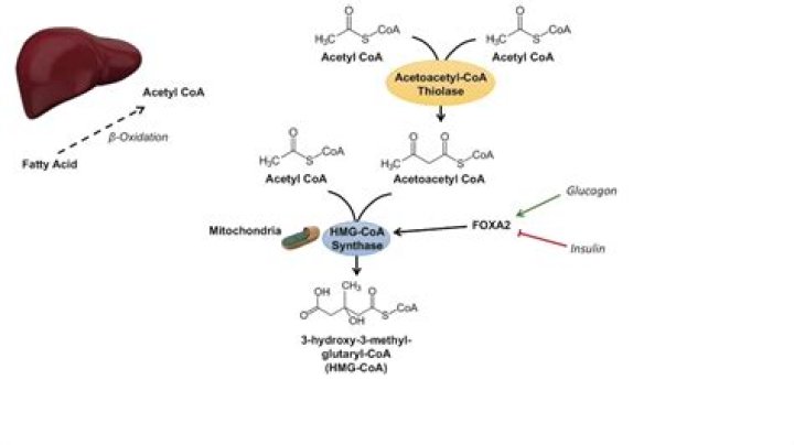 How are ketone bodies formed?