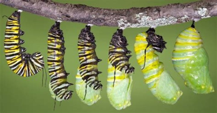 How big are monarch caterpillars when they pupate?