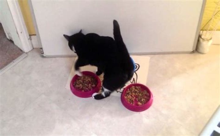 How do cats pretend their food?