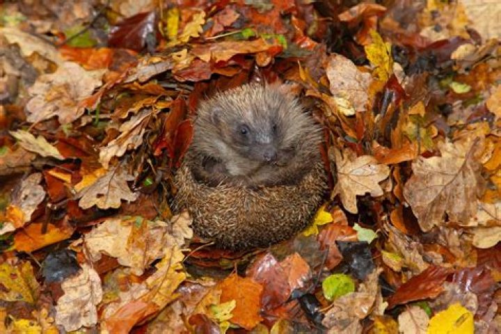 How do hedgehogs hibernate?