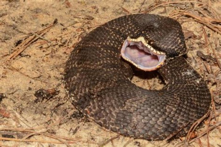 How do western hognoses eat?