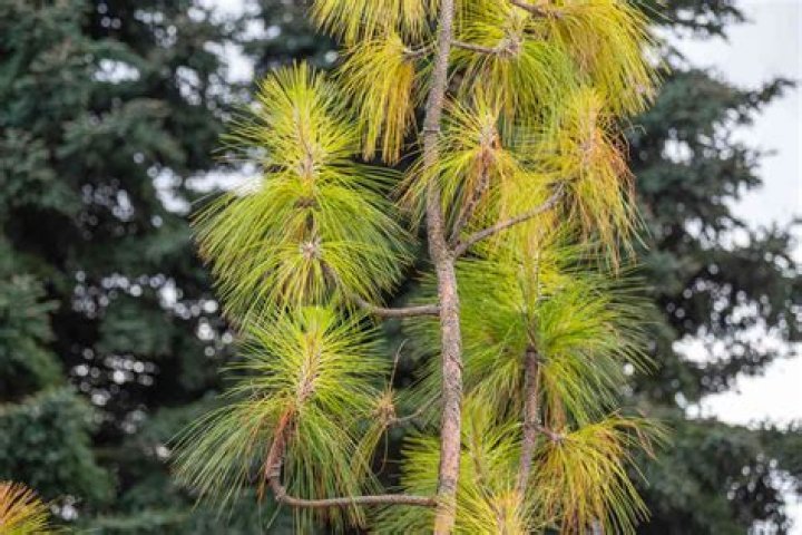 How fast do longleaf pine trees grow?