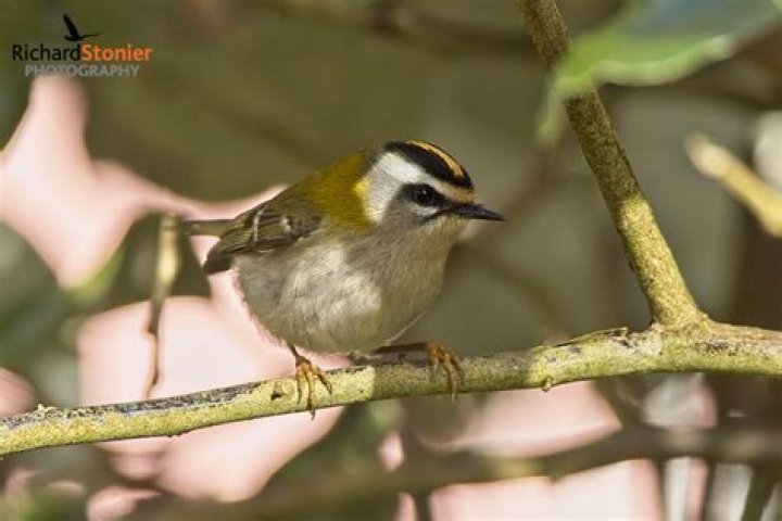 How long do firecrest birds live?