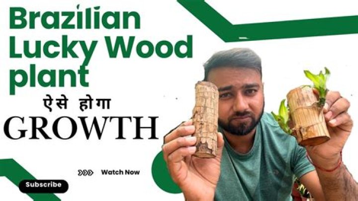 How long does brazilwood take to grow?