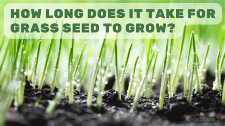 How long does it take for grass seed to fully grow?