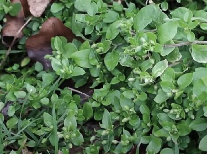 How to get rid of chickweeds?