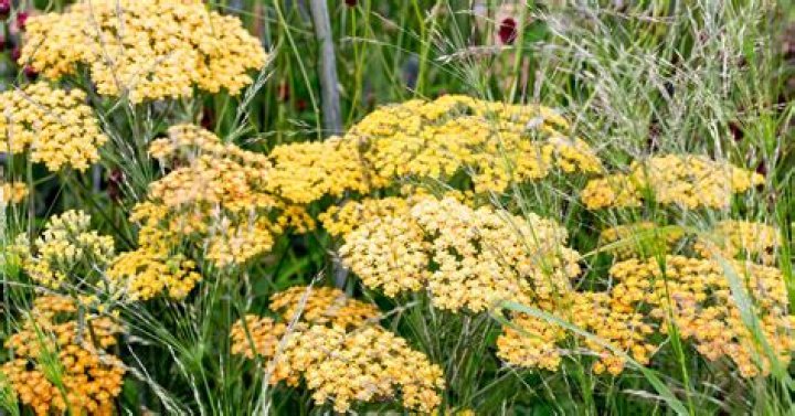 How to grow achilleas?