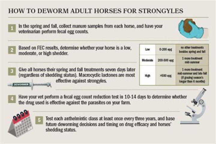 How to prevent strongyles in horses?