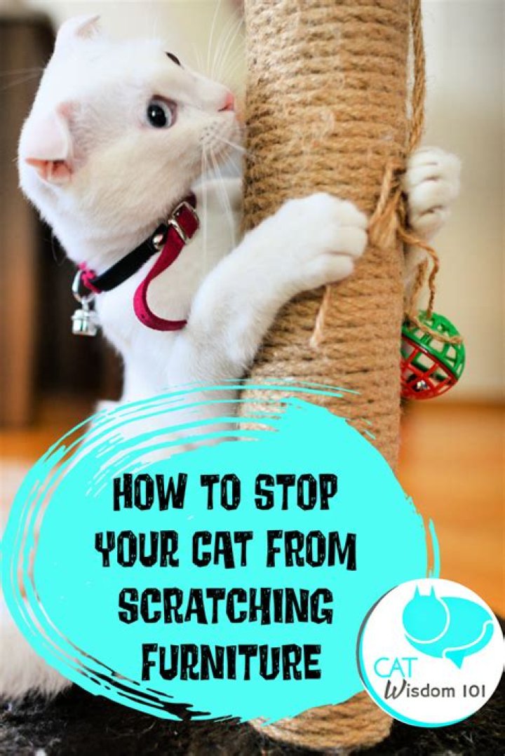 How to stop cats from caterwauling?