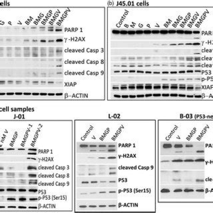 In established cell lines?
