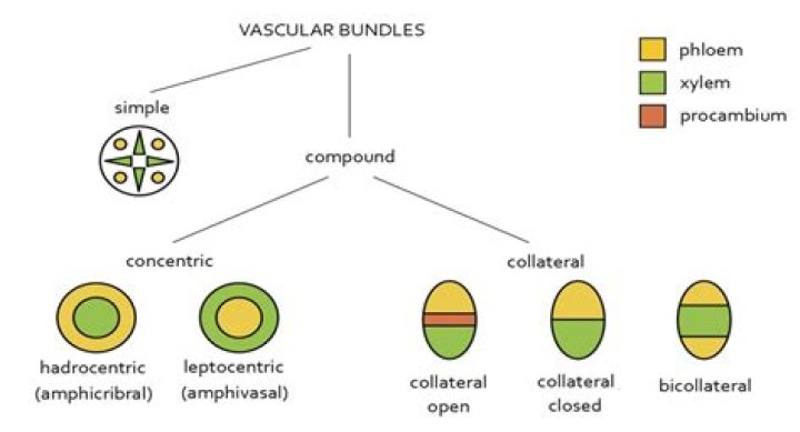 In exarch vascular bundles?