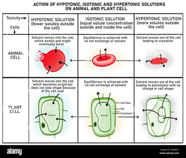 In hypertonic solution a cell water potential?