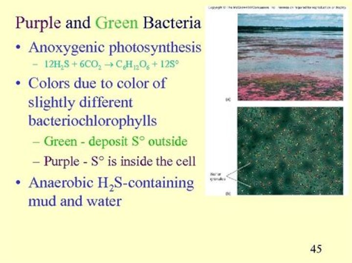 In purple and green bacteria?
