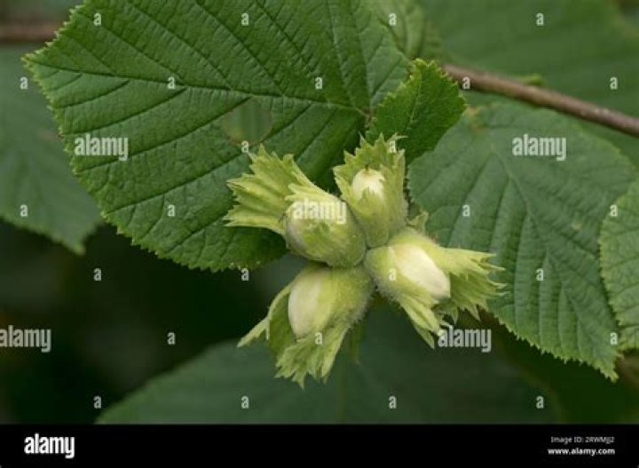 Is a cob nut a hazelnut?
