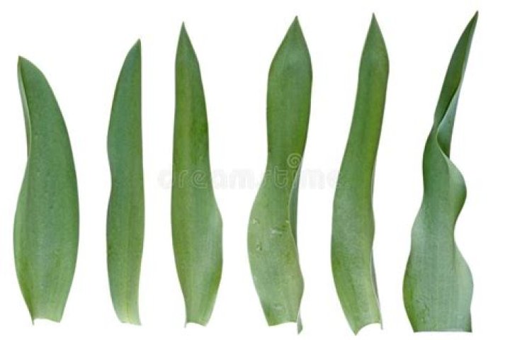 Is a tulip leaf?