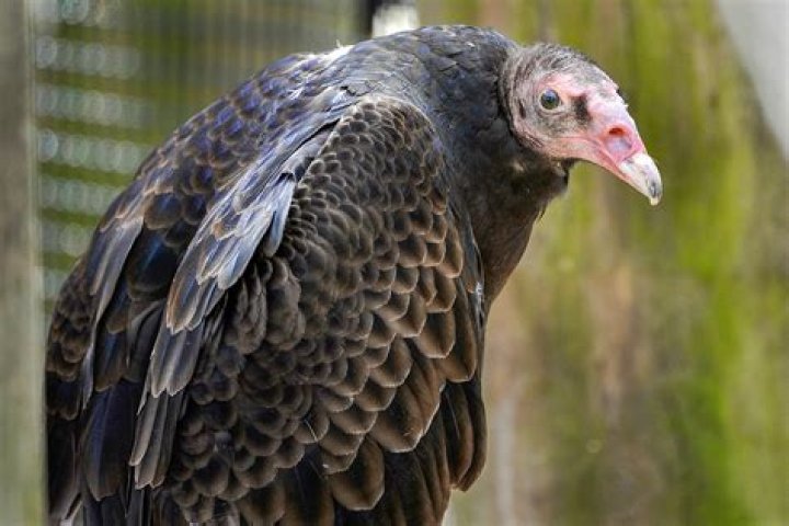 Is a turkey a vulture?