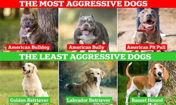 Is aggressiveness in dogs hereditary?