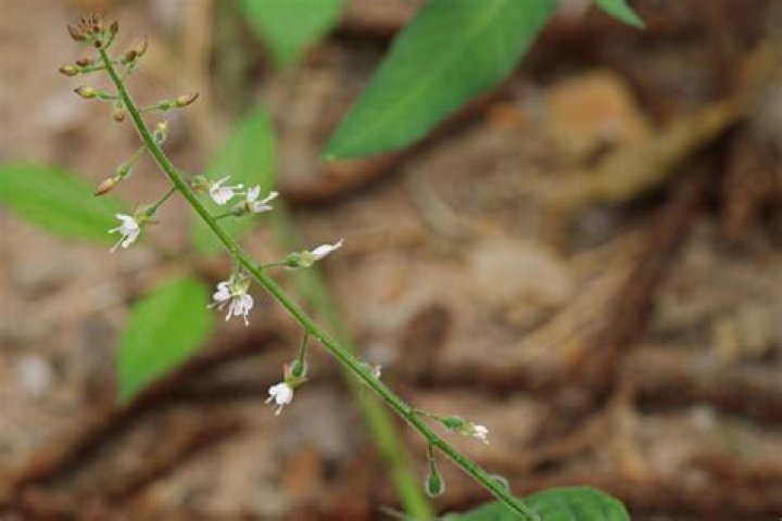 Is circaea lutetiana a weed?