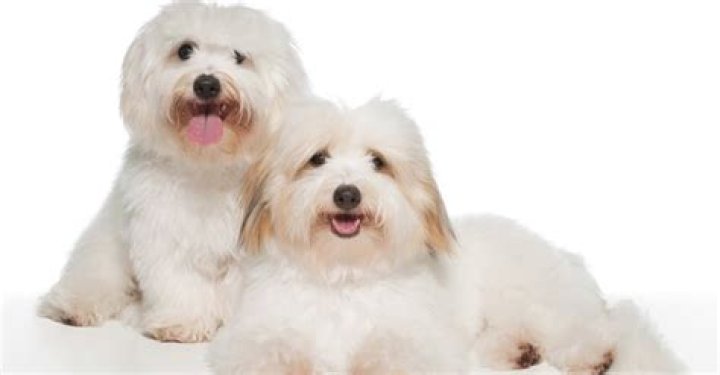 Is coton de tulear a good family dog?