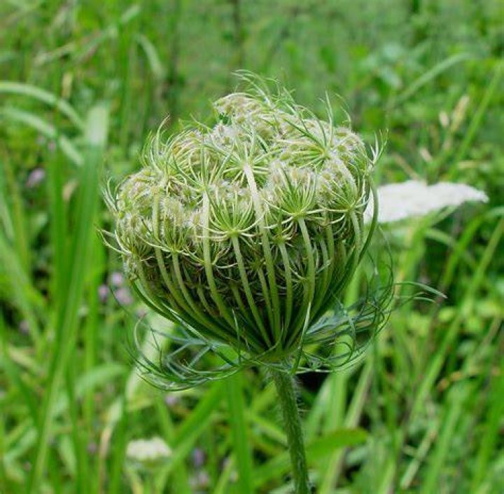 Is daucus carota poisonous?