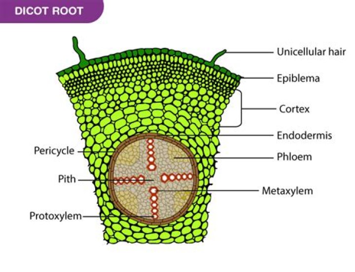 Is dicot root endarch or exarch?